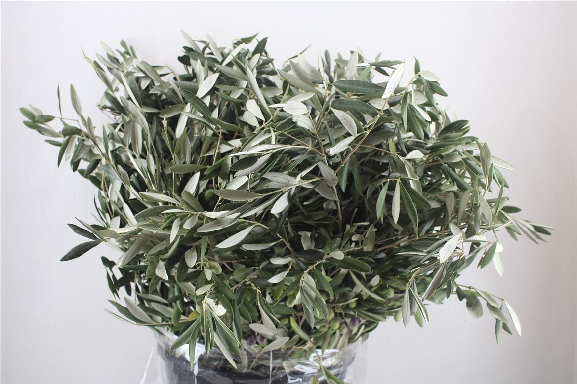 Olea Europaea Per Bunch 70cm 400gr.