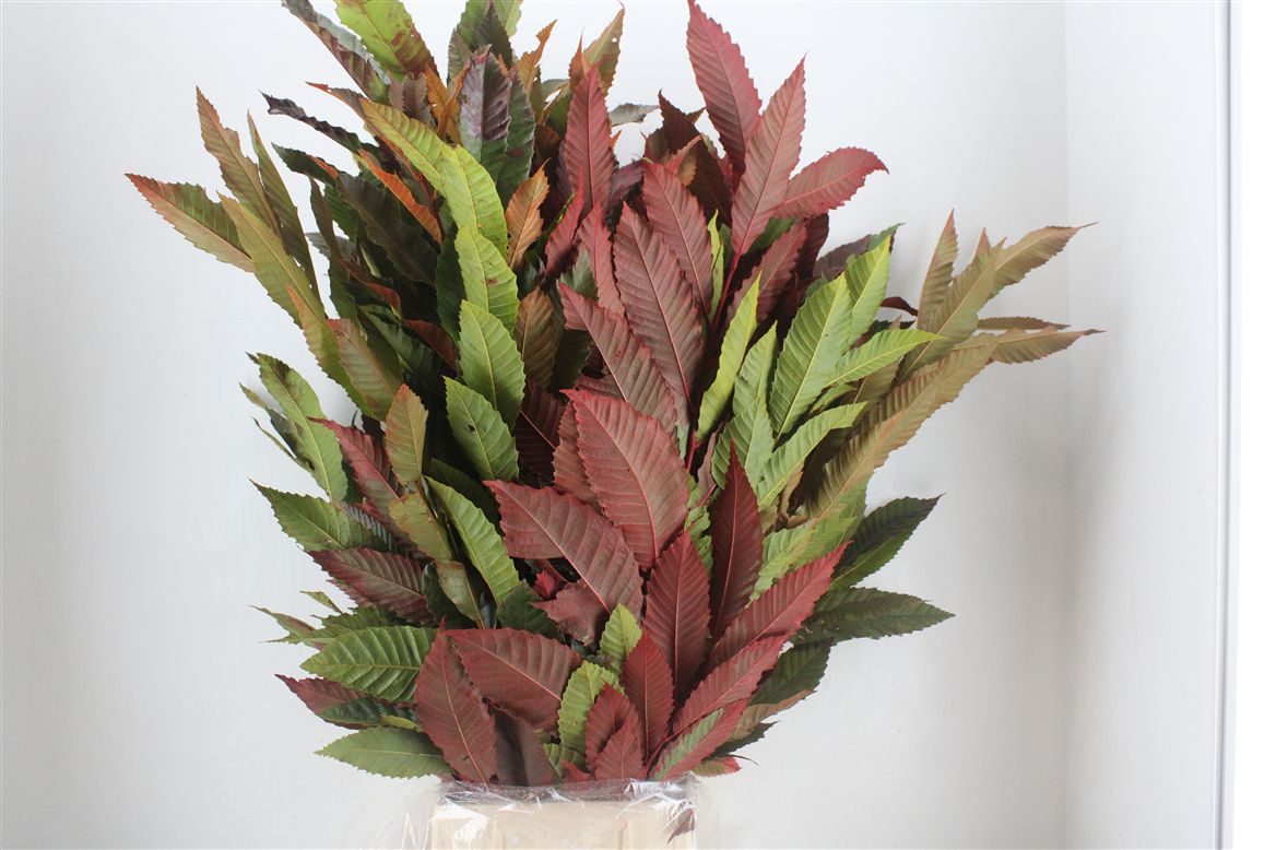 Aesculus Hippocastanum Branche 70cm