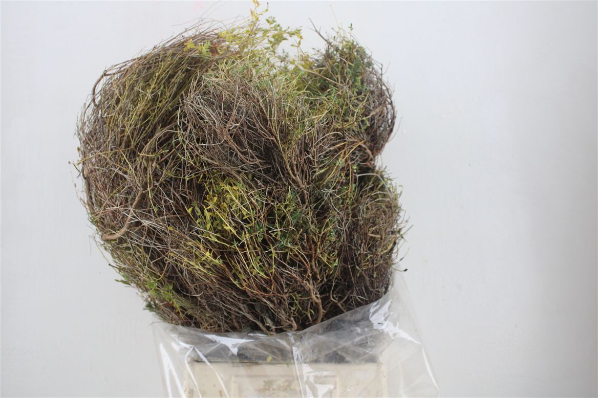 Euphorbia Spinosa Per Bunch 70cm