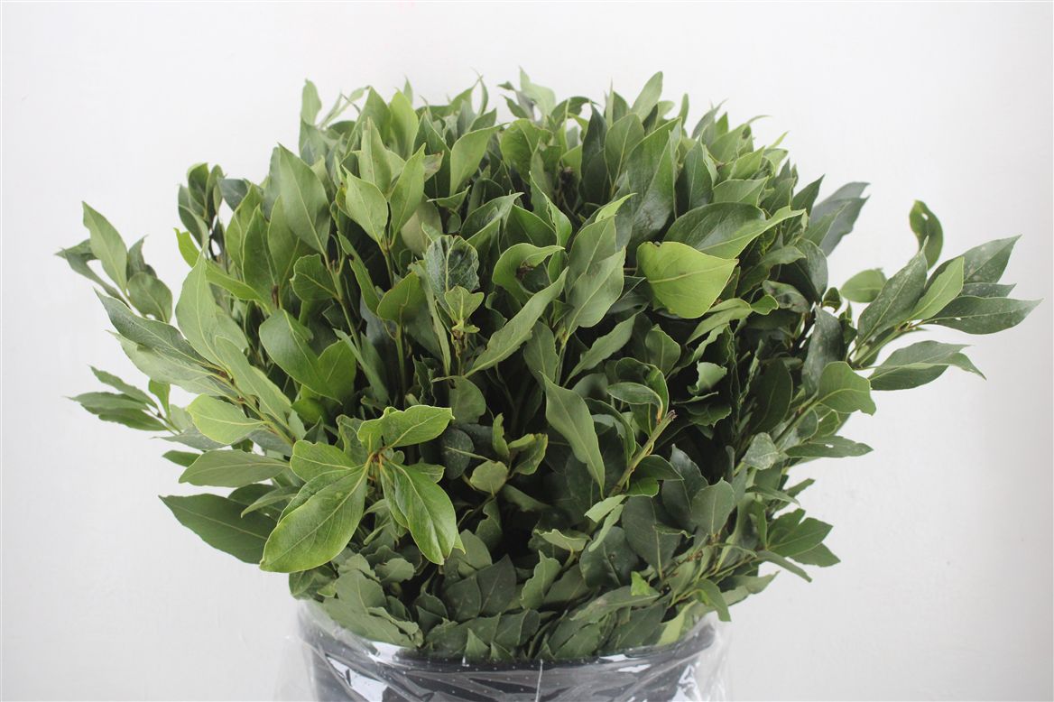 Prunus Laurocerasus Leaf 60cm