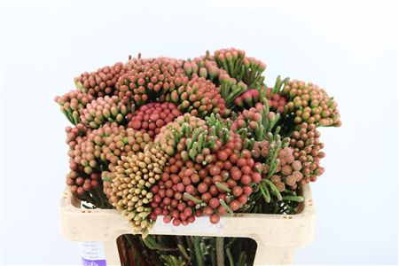 Kaaps Brunia Albiflora M Red