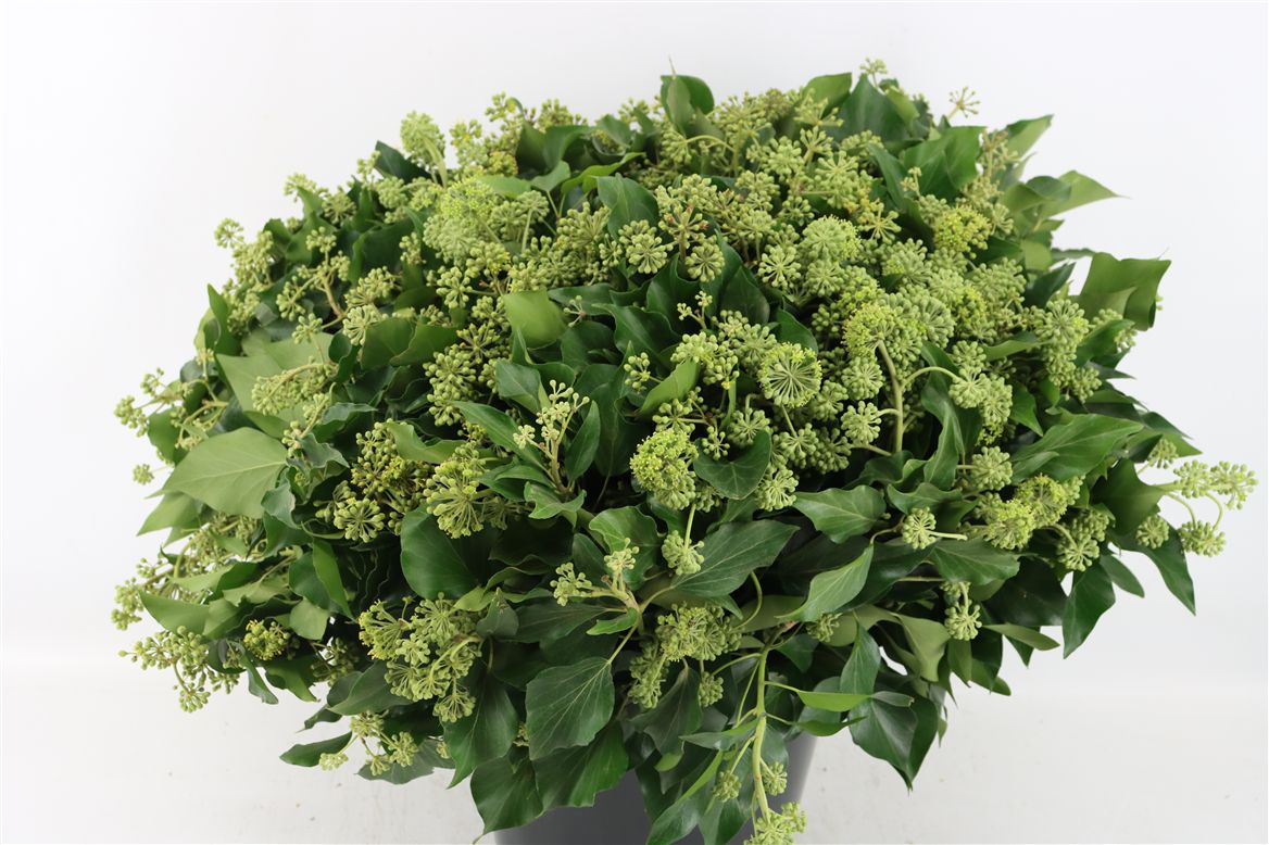Hedera Helix Leave 50cm