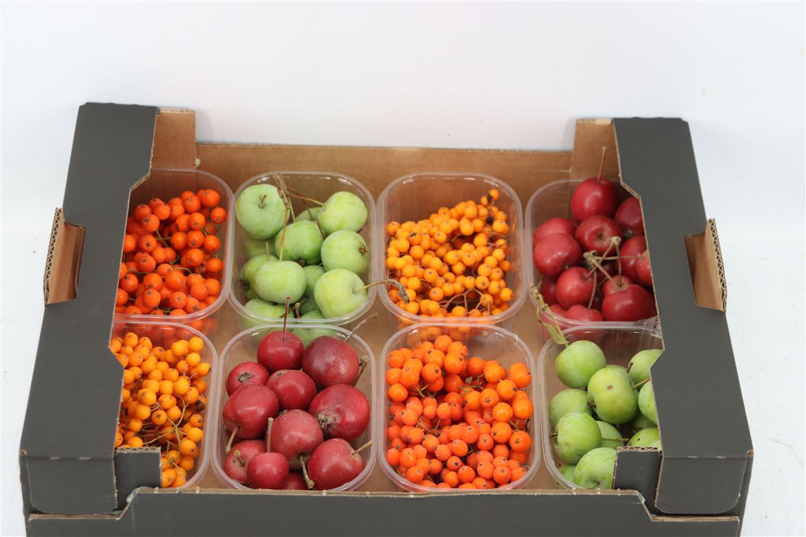 Ornamental Fruits Per Tray