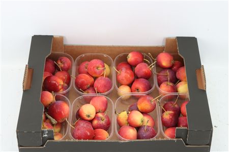 Sier Malusappel Groot Rood