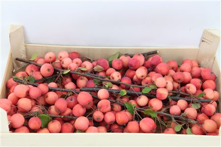 Sier Malustak Red P Wdn Box