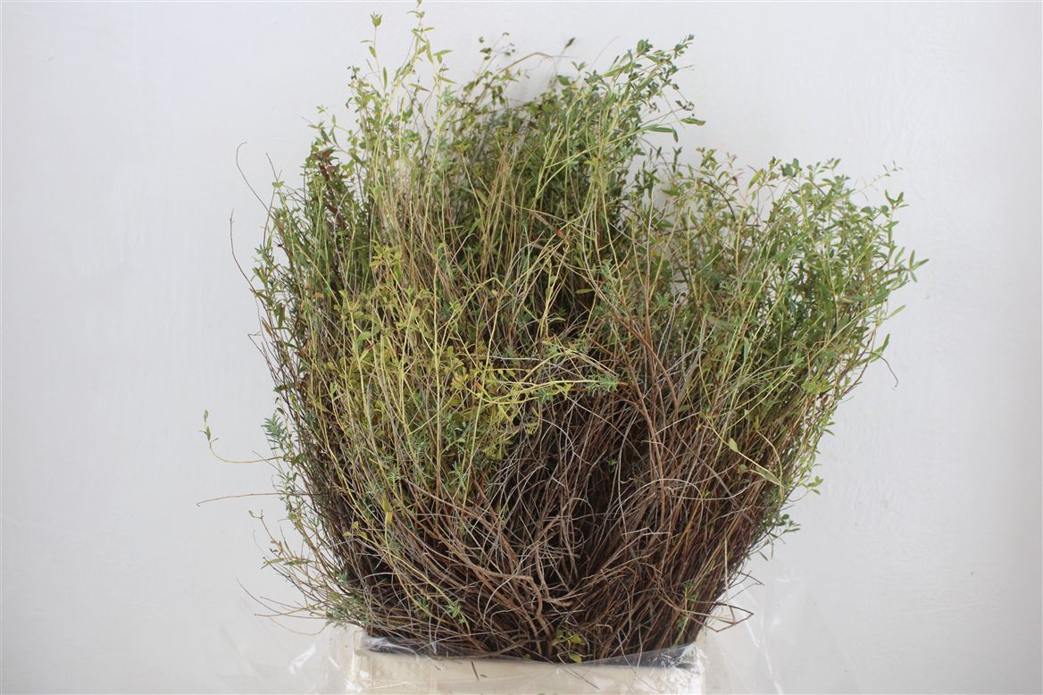 Euphorbia Spinosa Per Bunch 55cm