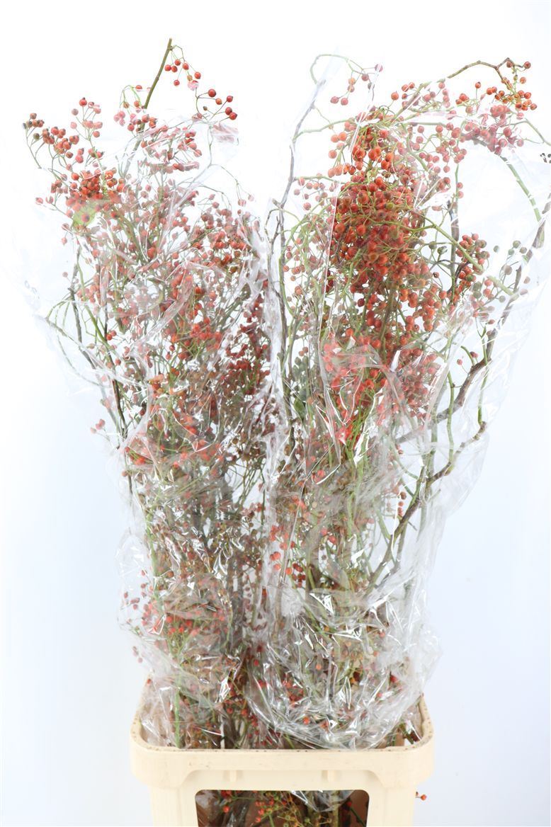 Rosa (ROZEBOTTEL) 120cm