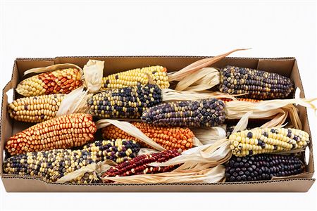 Zea Mays Large Mix