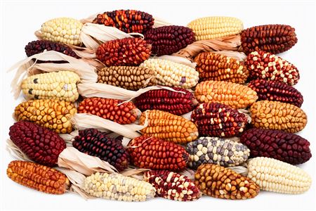 Zea Mays Med Mix