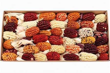 Zea Mays Small Mix
