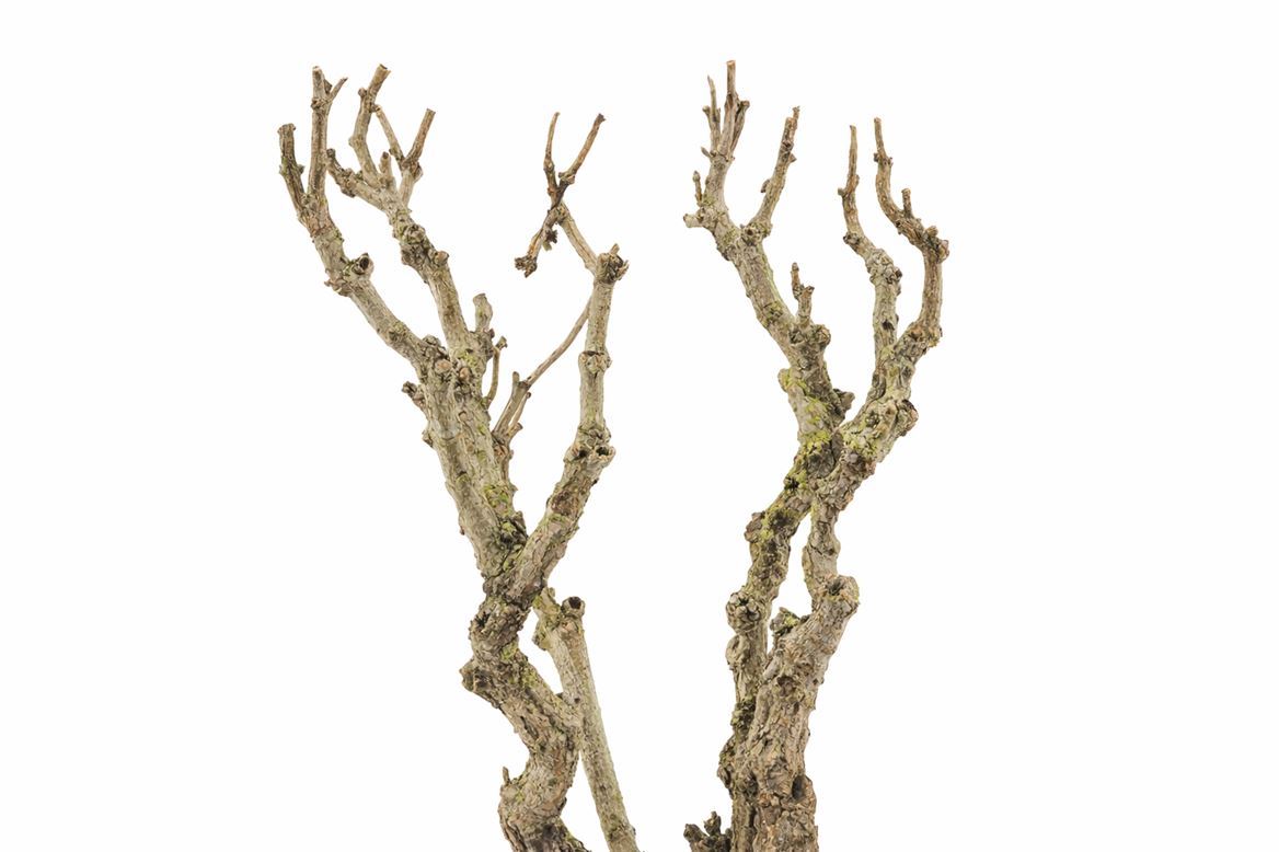 Seringenhout 100cm P/tk