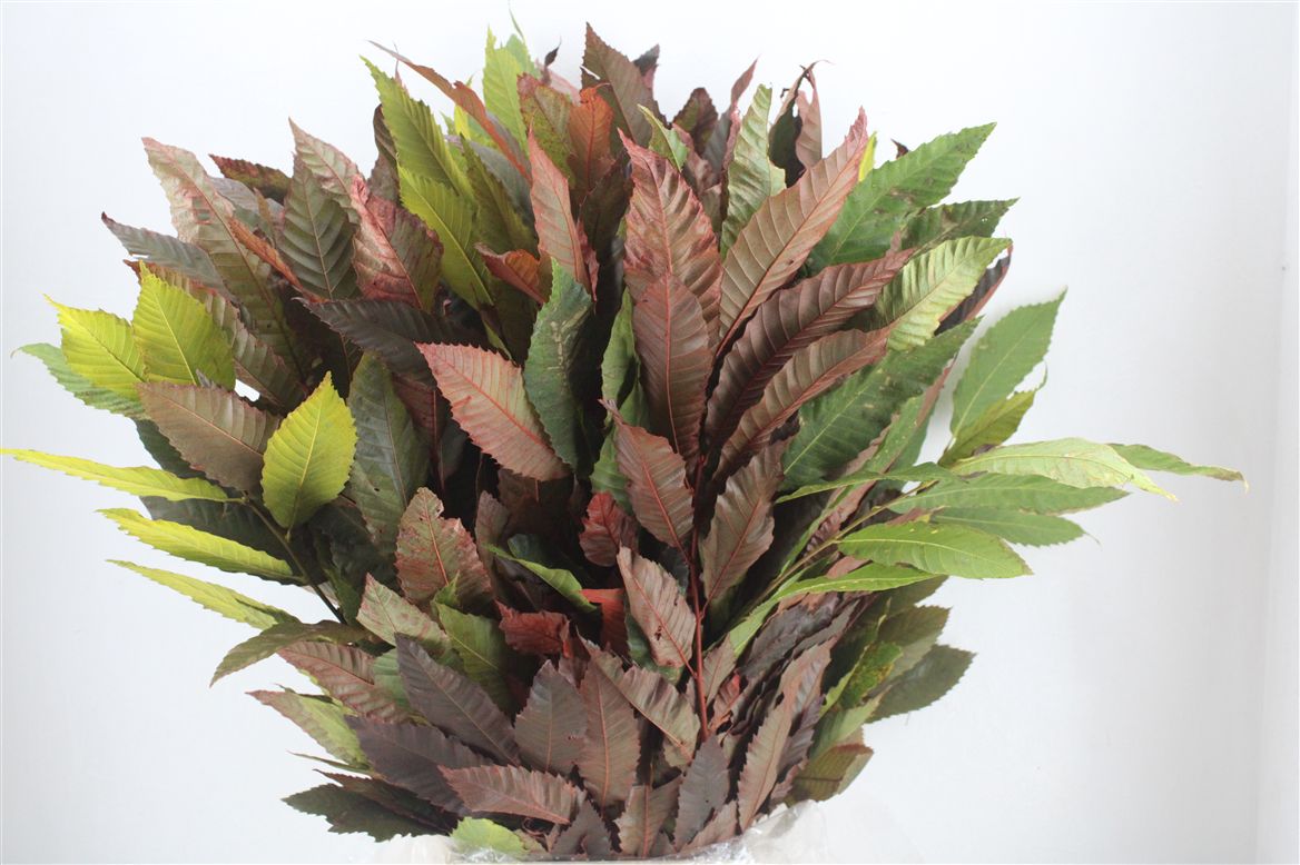 Aesculus Hippocastanum Branche 70cm