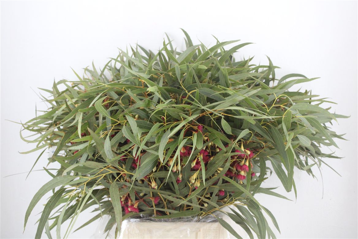 Overig Cutflowers 50cm 300gram