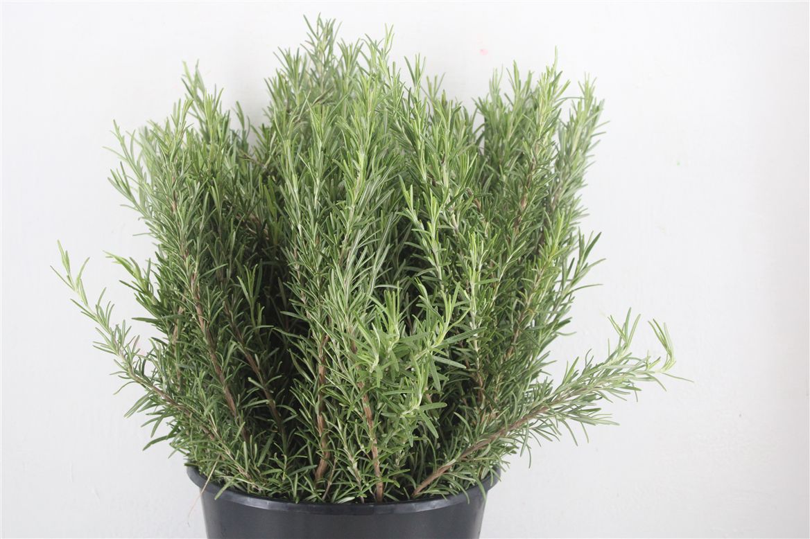 Rosmarinus Officinalis Per Bunch 45cm 200gr.