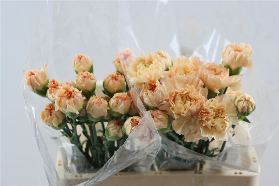 Dianthus Single Mix 65cm