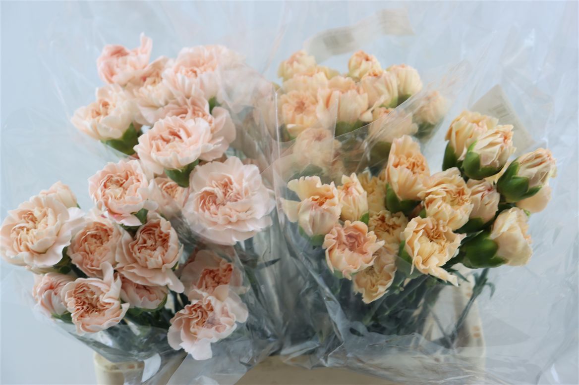 Dianthus Single Mix 65cm