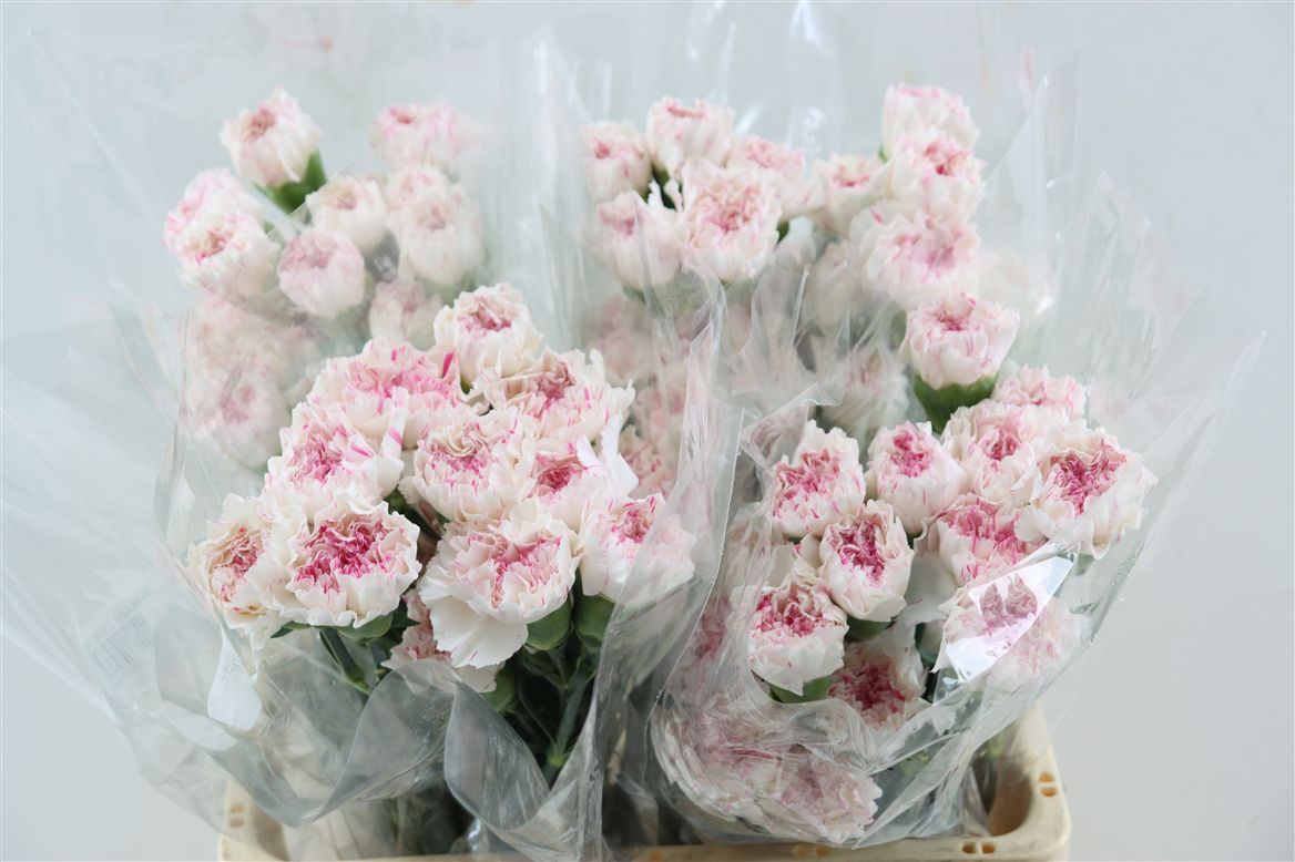 Dianthus Single Yukari Cherry 65cm