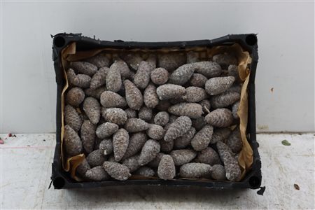 Wax Pinea Gl Mini Naturel X125