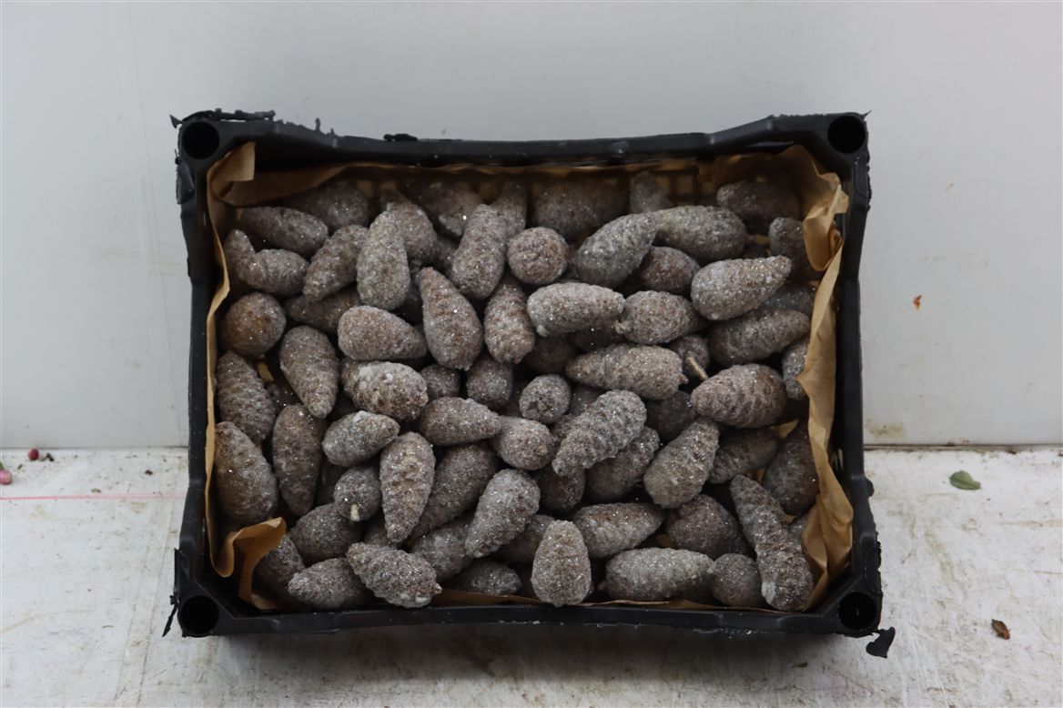 Stick Pine Cone Wax