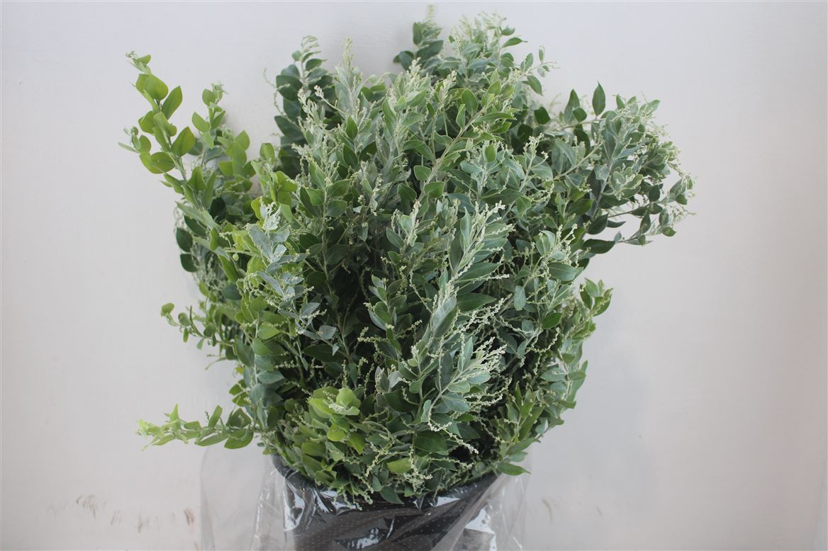 Acacia (MIMOSA) Pb 50cm 200gram