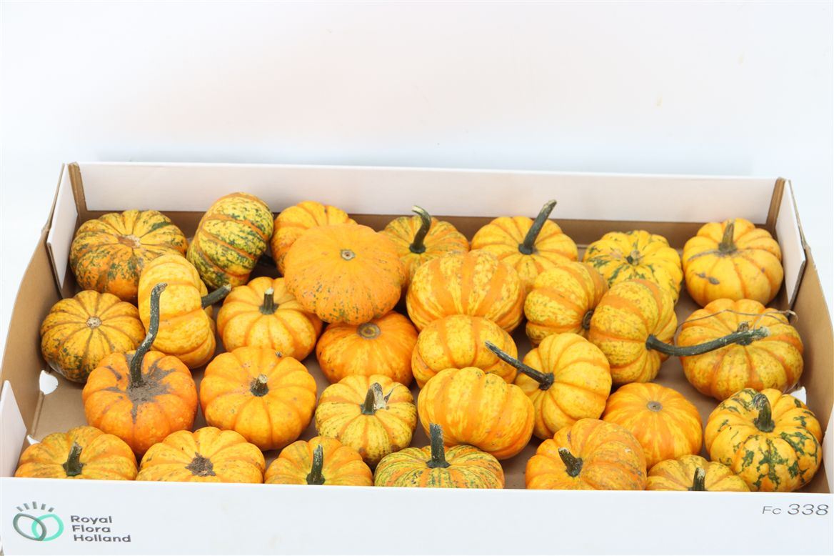Ornamental Fruits Per Piece