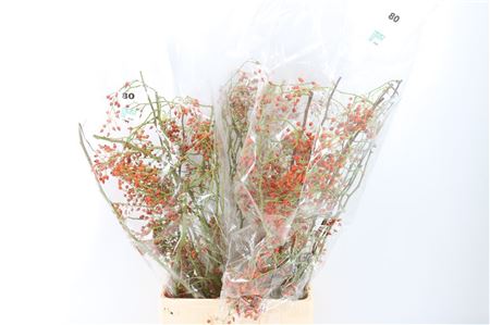 Rosa Corallo 80cm Ptk