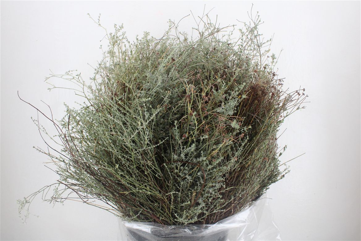 Euphorbia Spinosa Per Bunch 70cm