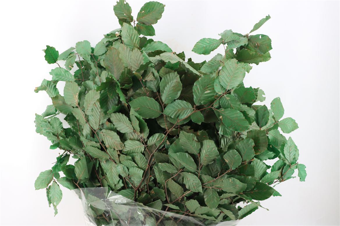 Decorative Greens Painted 90cm 150gram