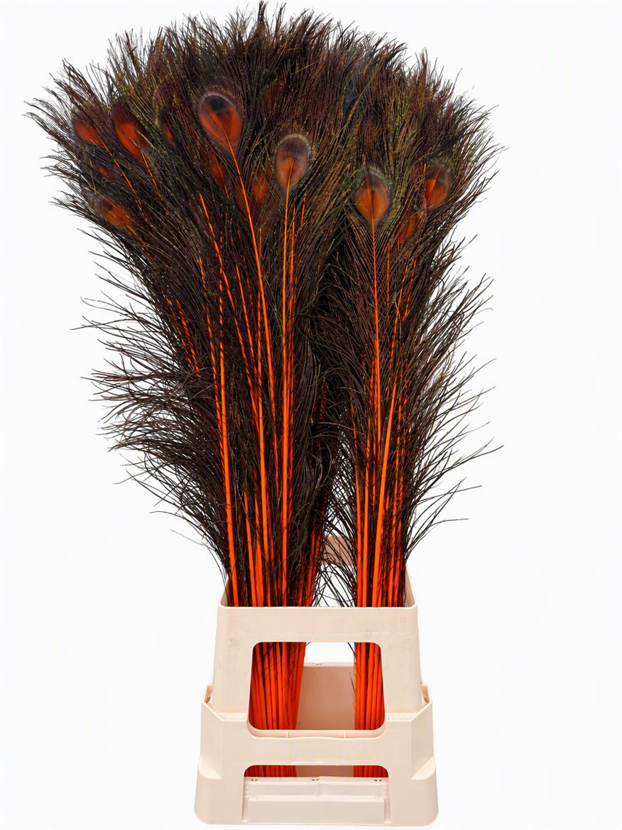 Feather Peacock Orange Natural L90