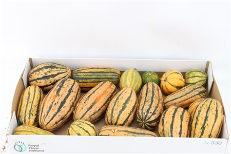 Cucurbita Pepo