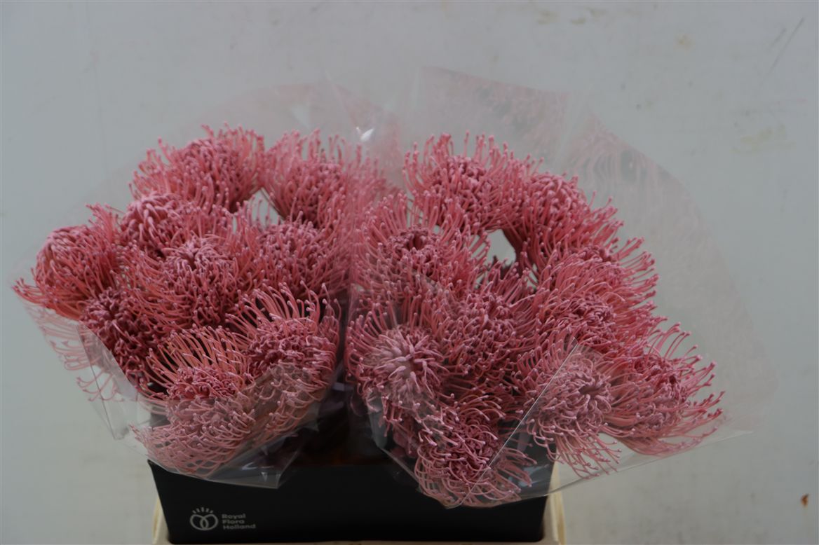 Leucospermum Naomi Painted 40cm