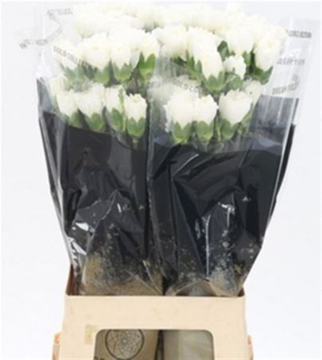 Dianthus Single Moonlight 70cm