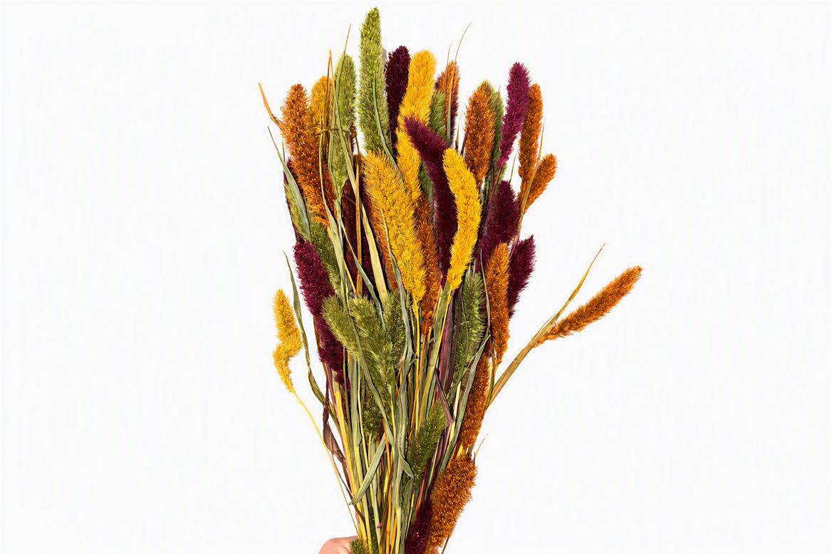 Dried Setaria Autumn Mix Bunch
