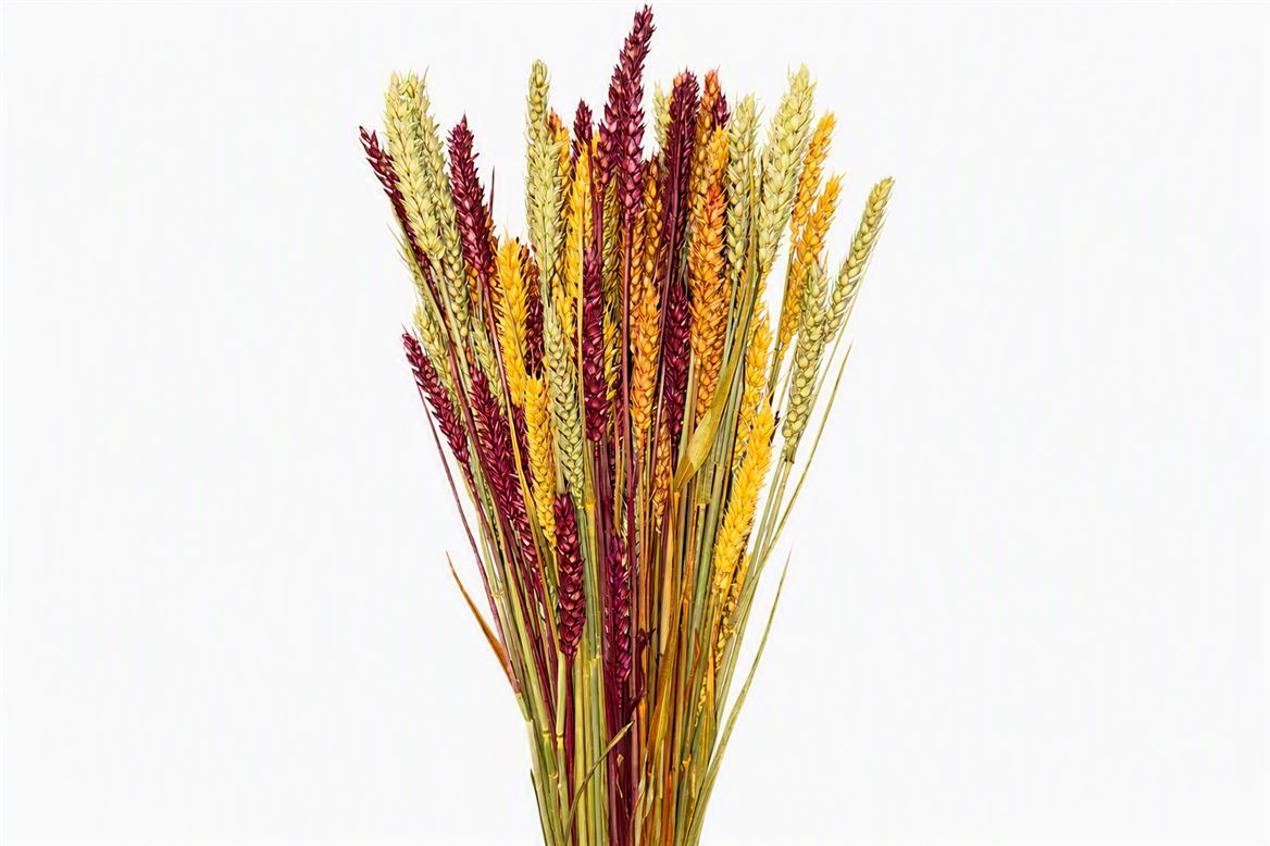 Dried Triticum Autumn Mix Bunch