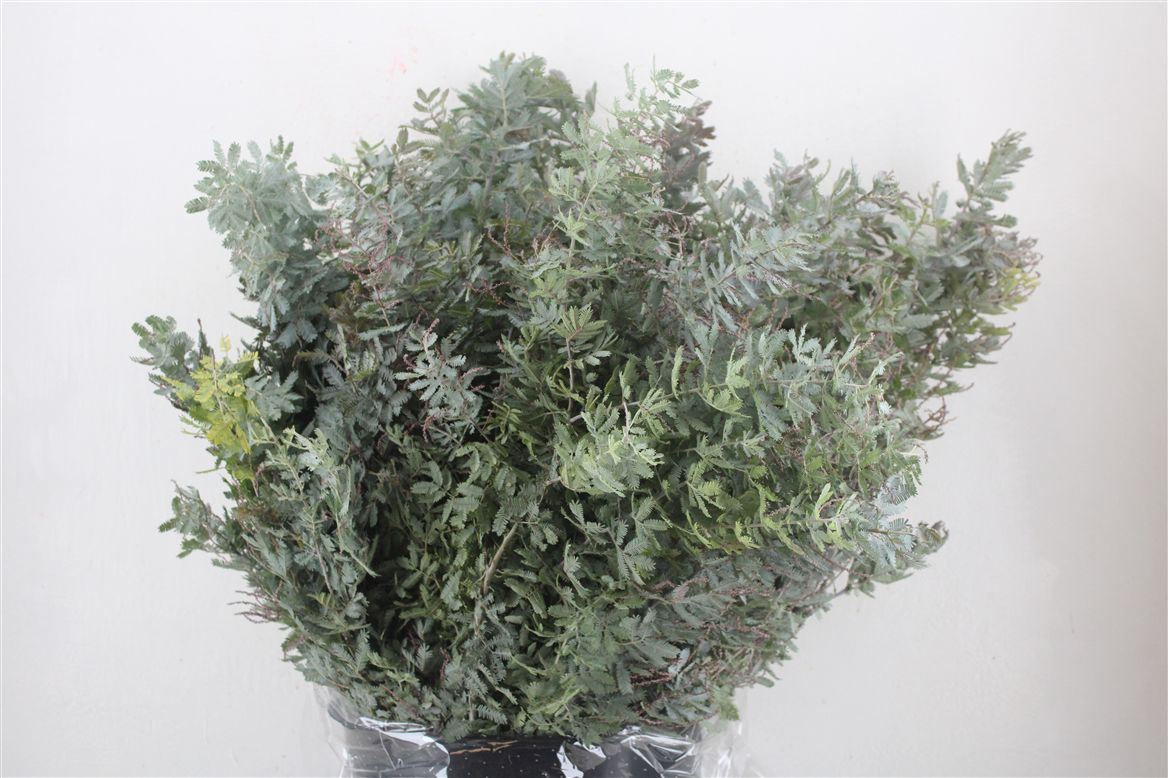 Acacia (MIMOSA) Pb 60cm 200gram