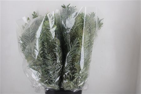 Mimosa Luna D'argento P Bunch