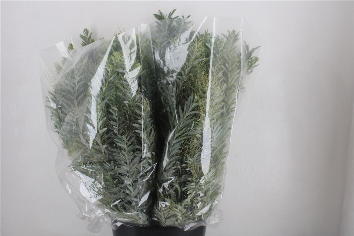 Acacia (MIMOSA) Pb 60cm 200gram