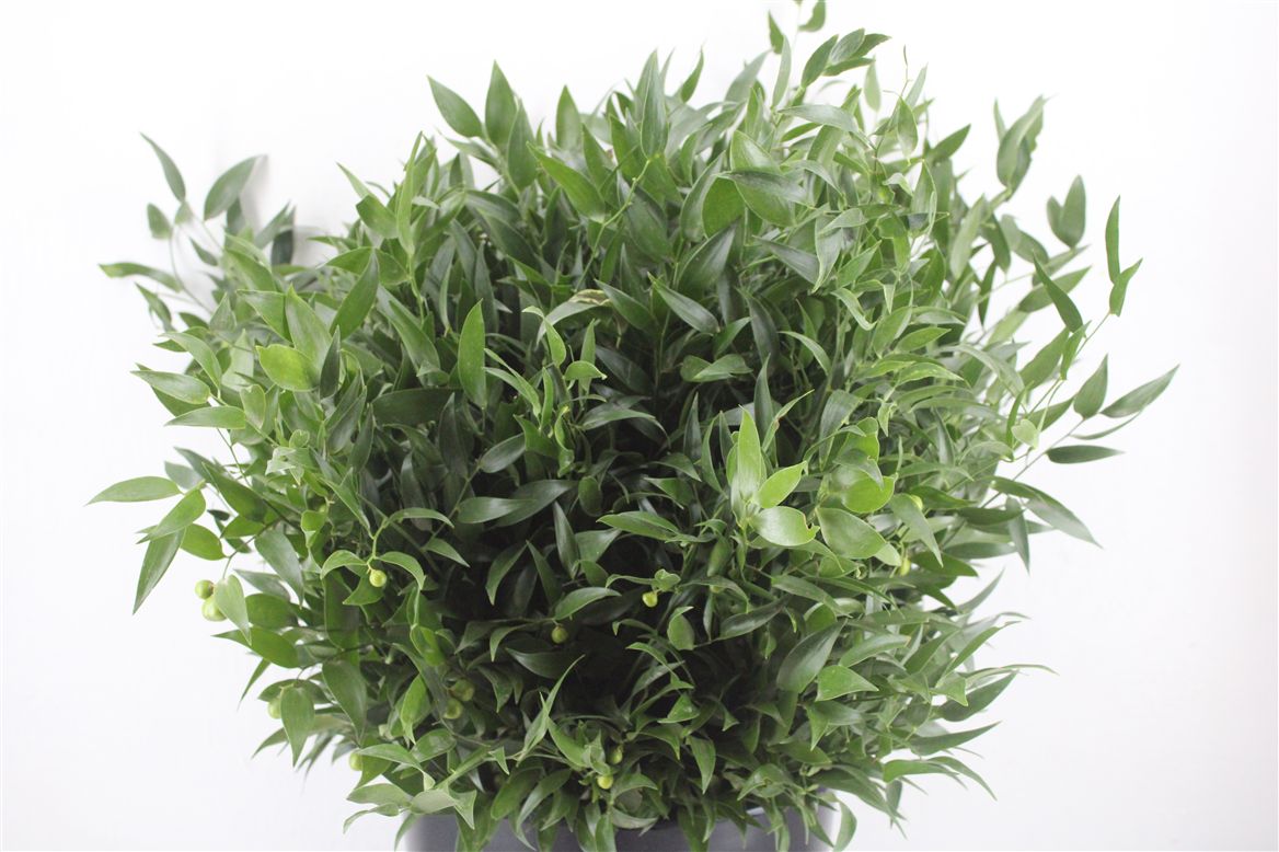 Ruscus Aculeatus Per Bunch 50cm 300gr.