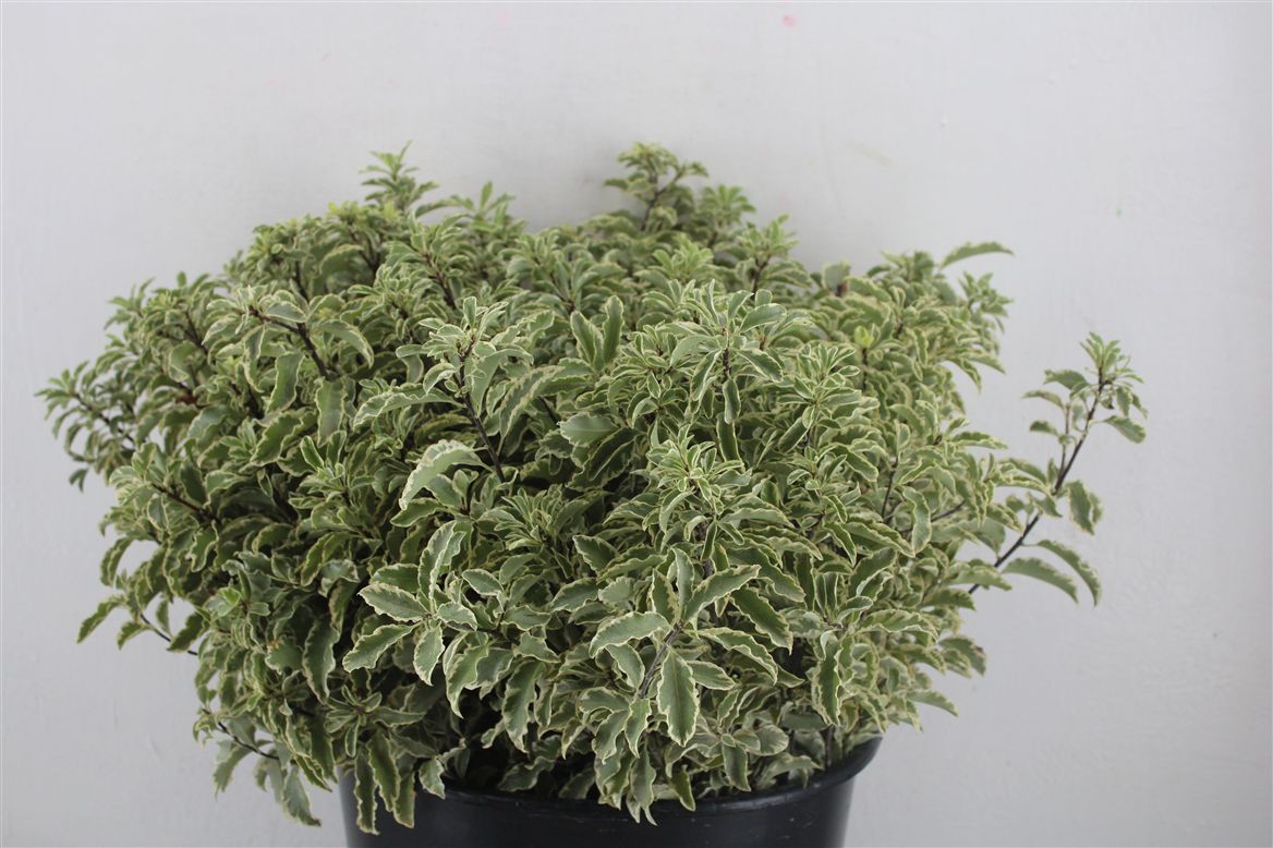 Pittosporum Per Bunch 45cm 150gram