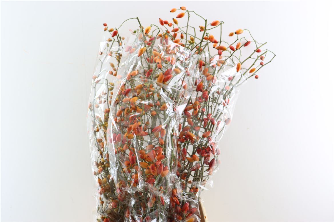 Rosa (ROZEBOTTEL) 100cm