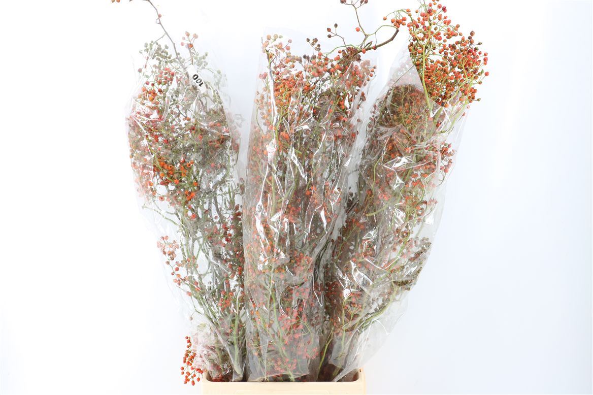 Rosa (ROZEBOTTEL) 100cm