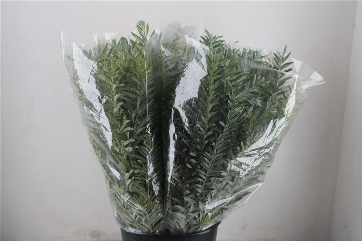 Acacia (MIMOSA) Pb 60cm 200gram