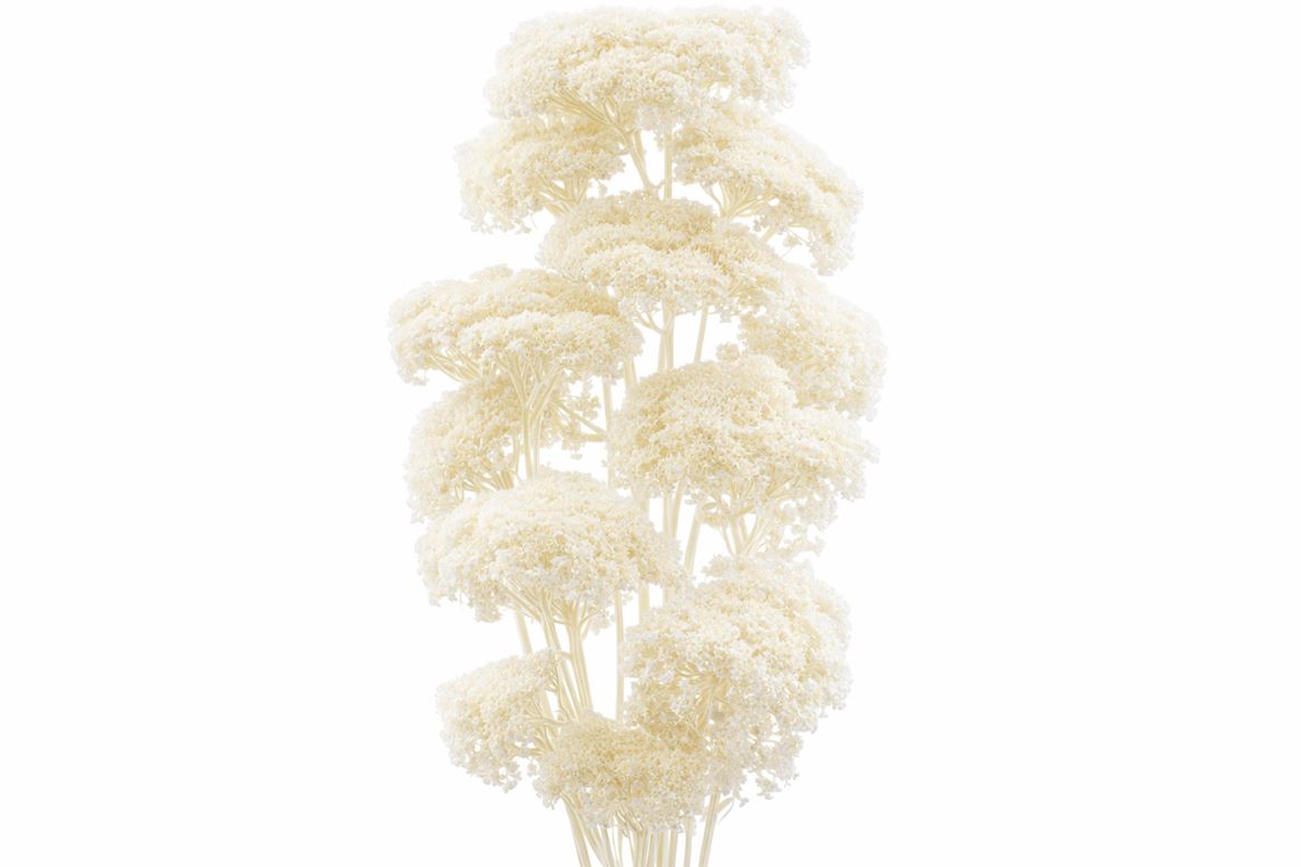 Pres Achillea Parker Bleached Bunch