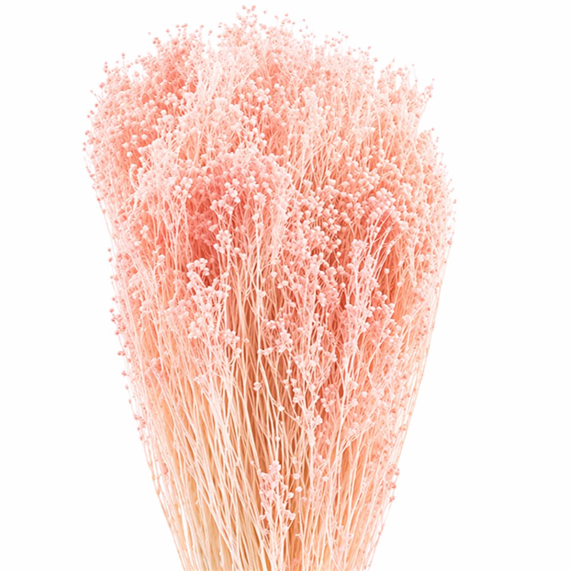 Dried Brooms Light Pink Bunch