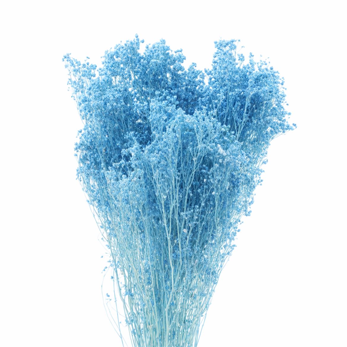Dried Brooms Light Blue Bunch