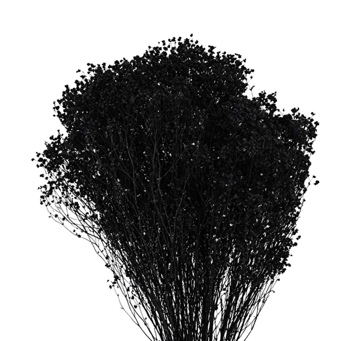 Dried Brooms Black Bunch