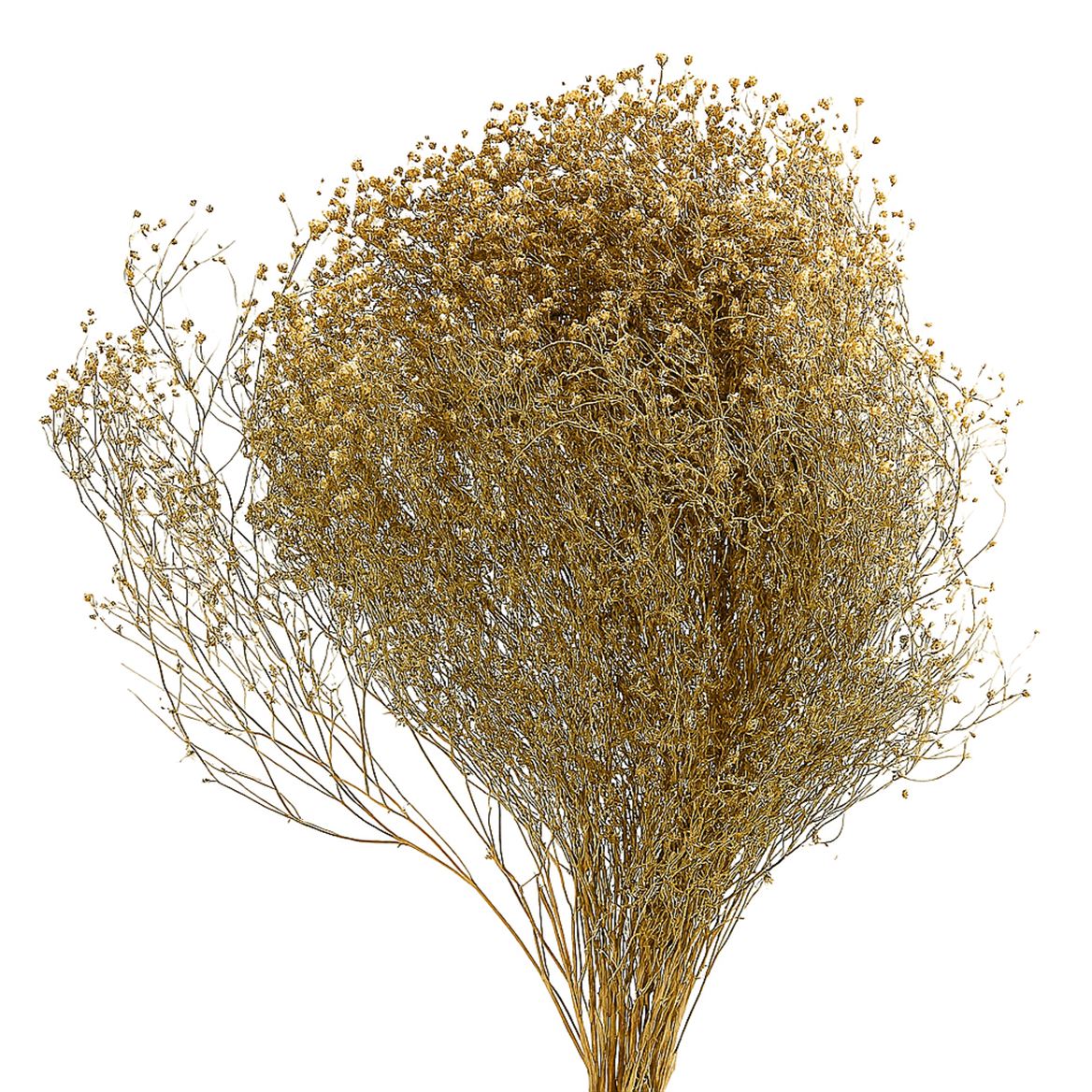 Dried Brooms Natural Bunch