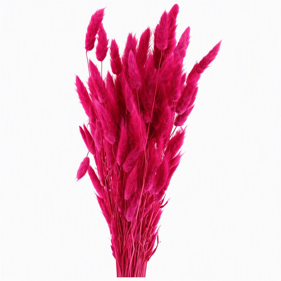 Dried Lagurus Cerise Bunch