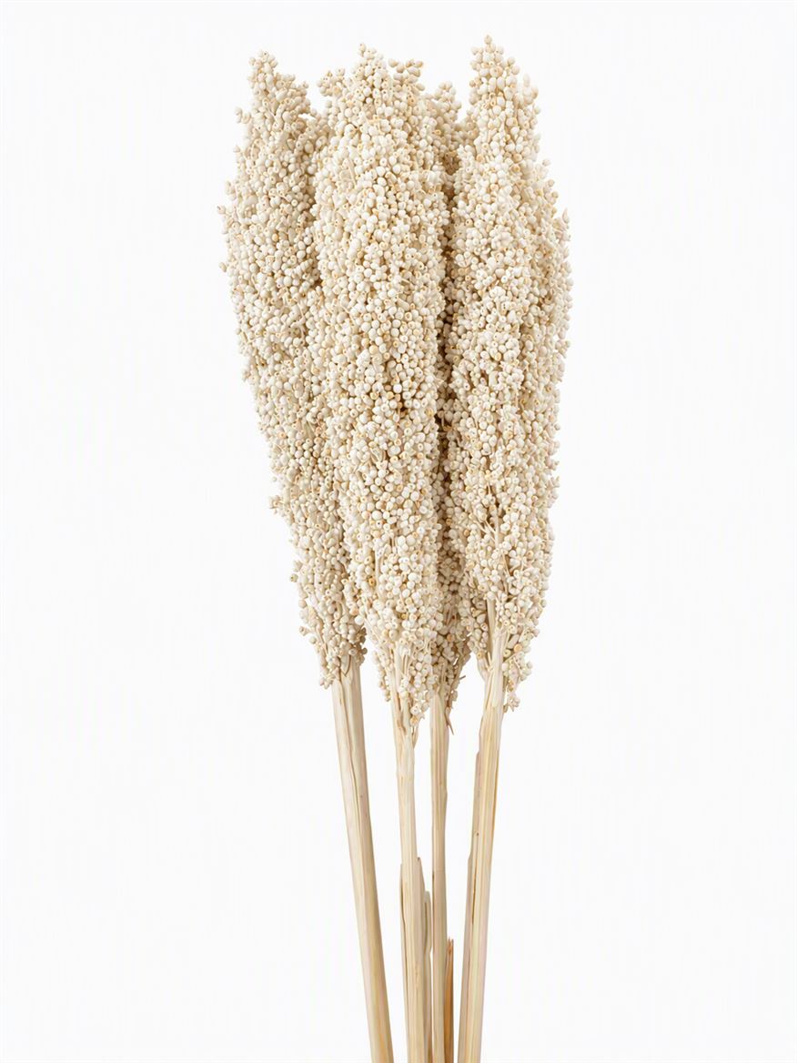 Pres Sorghum 6pc Bleached Bunch
