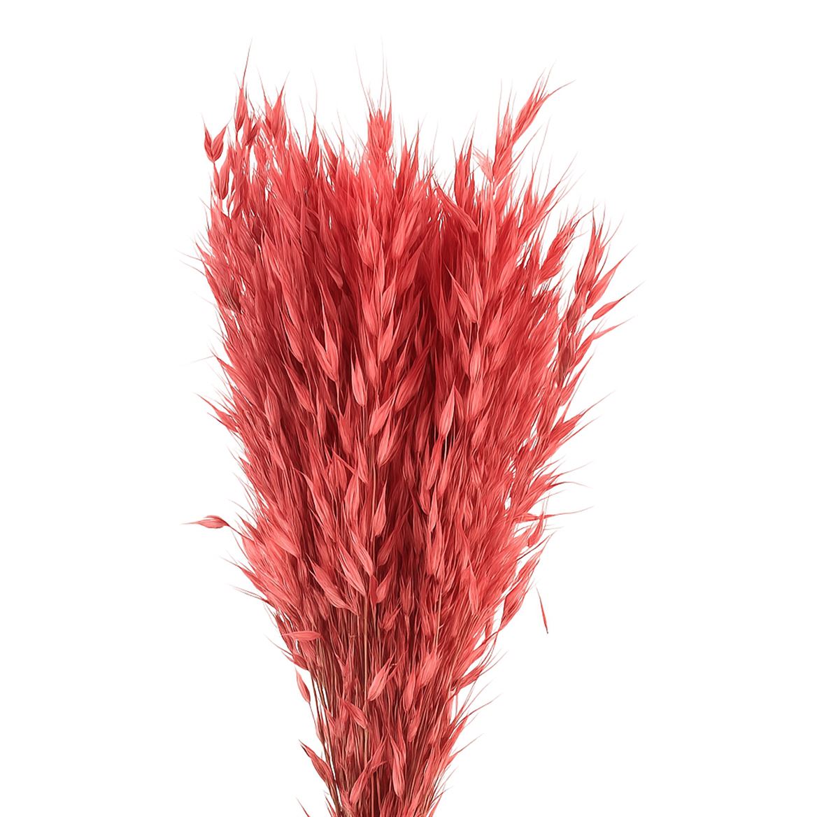 Dried Avena Wild Lightpink Bunch